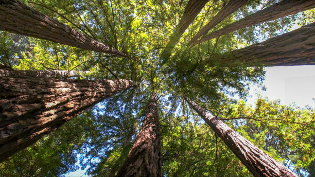 How Our Tree Care Process Works  in  Walla Walla, WA